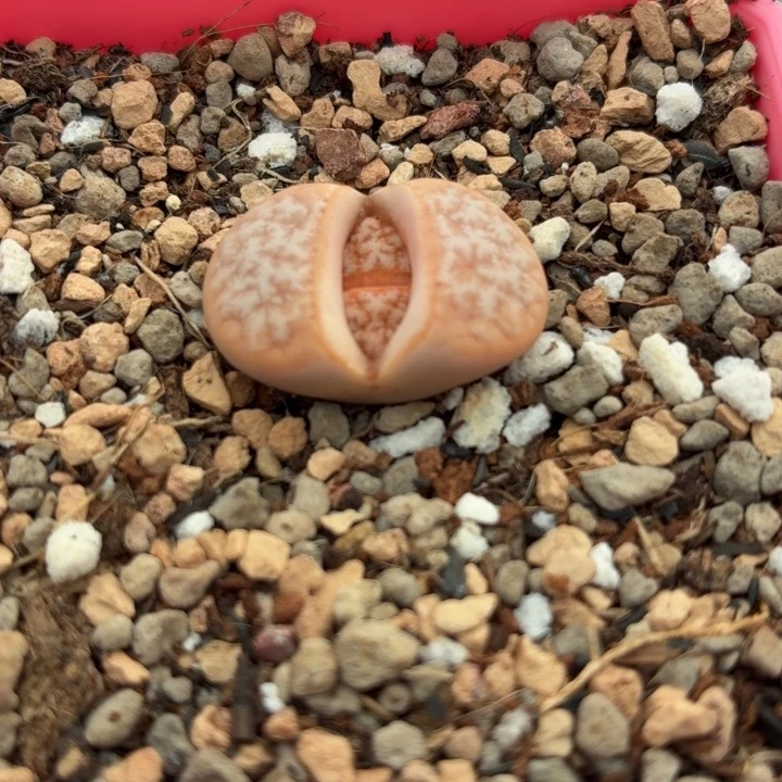 5282c309a拿铁尺寸2.3cm