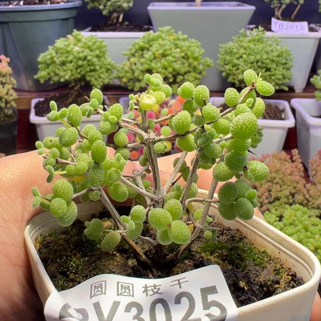 3025冰糖一物一拍