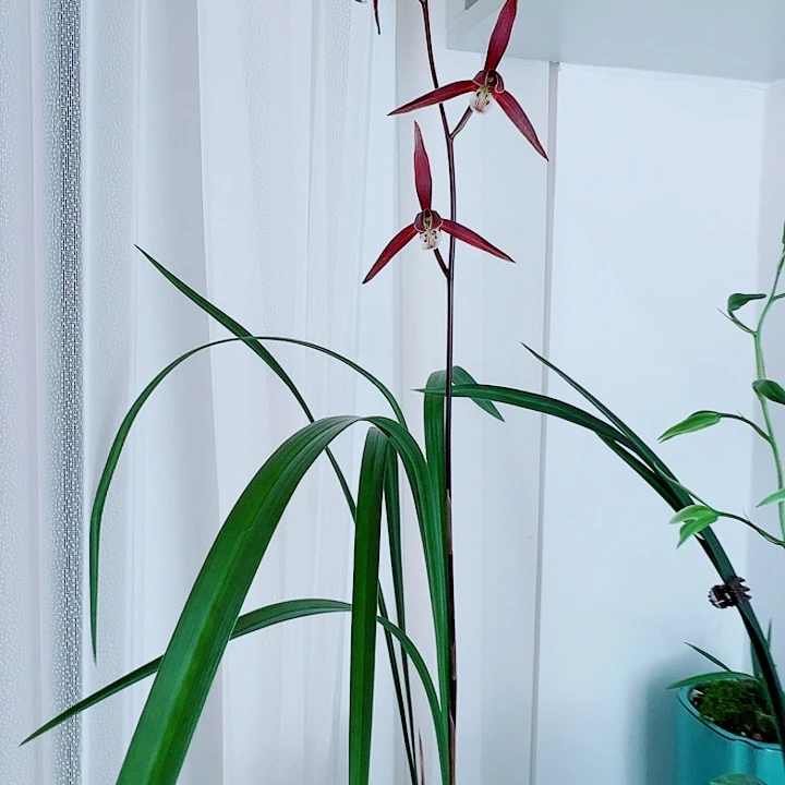 鱼***儿完全开放一物一拍