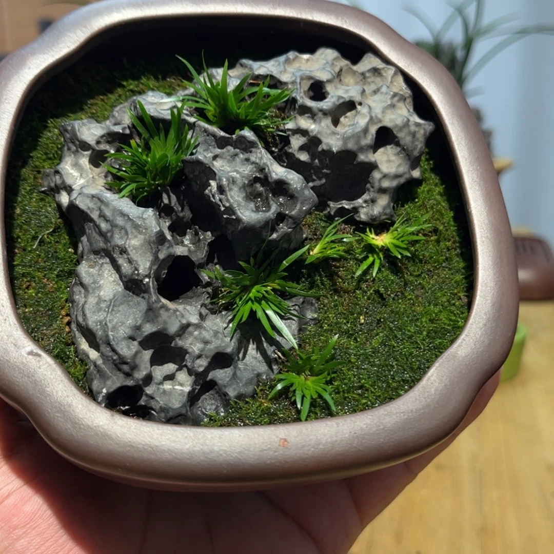 昼***尘紫砂花盆➕附石菖蒲