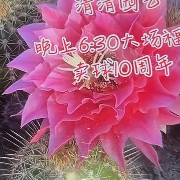 清清3-15侧牙黑点歪