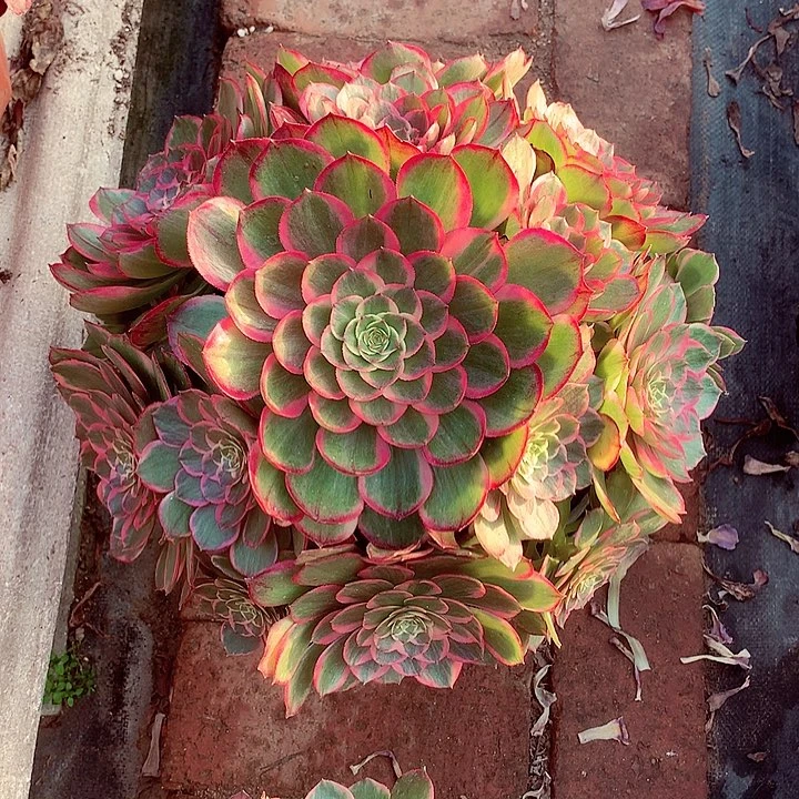 粉花妖，多肉植物