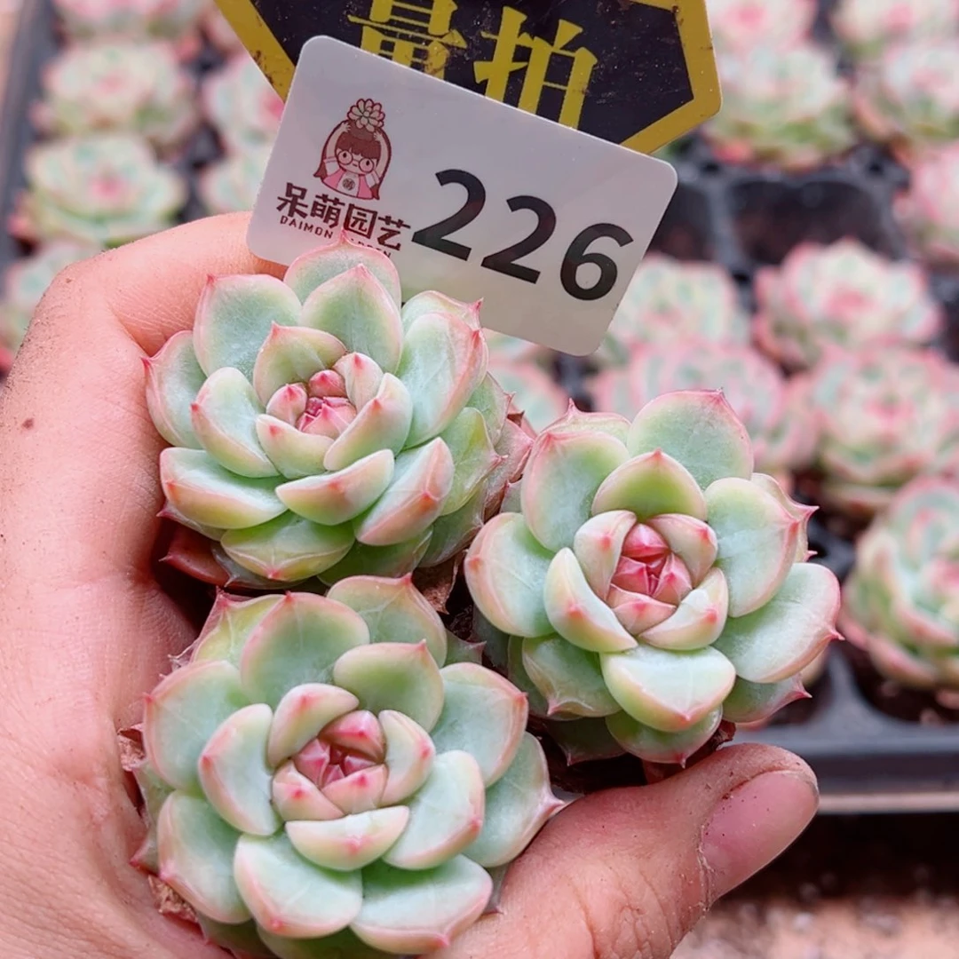 多肉植物多肉植物