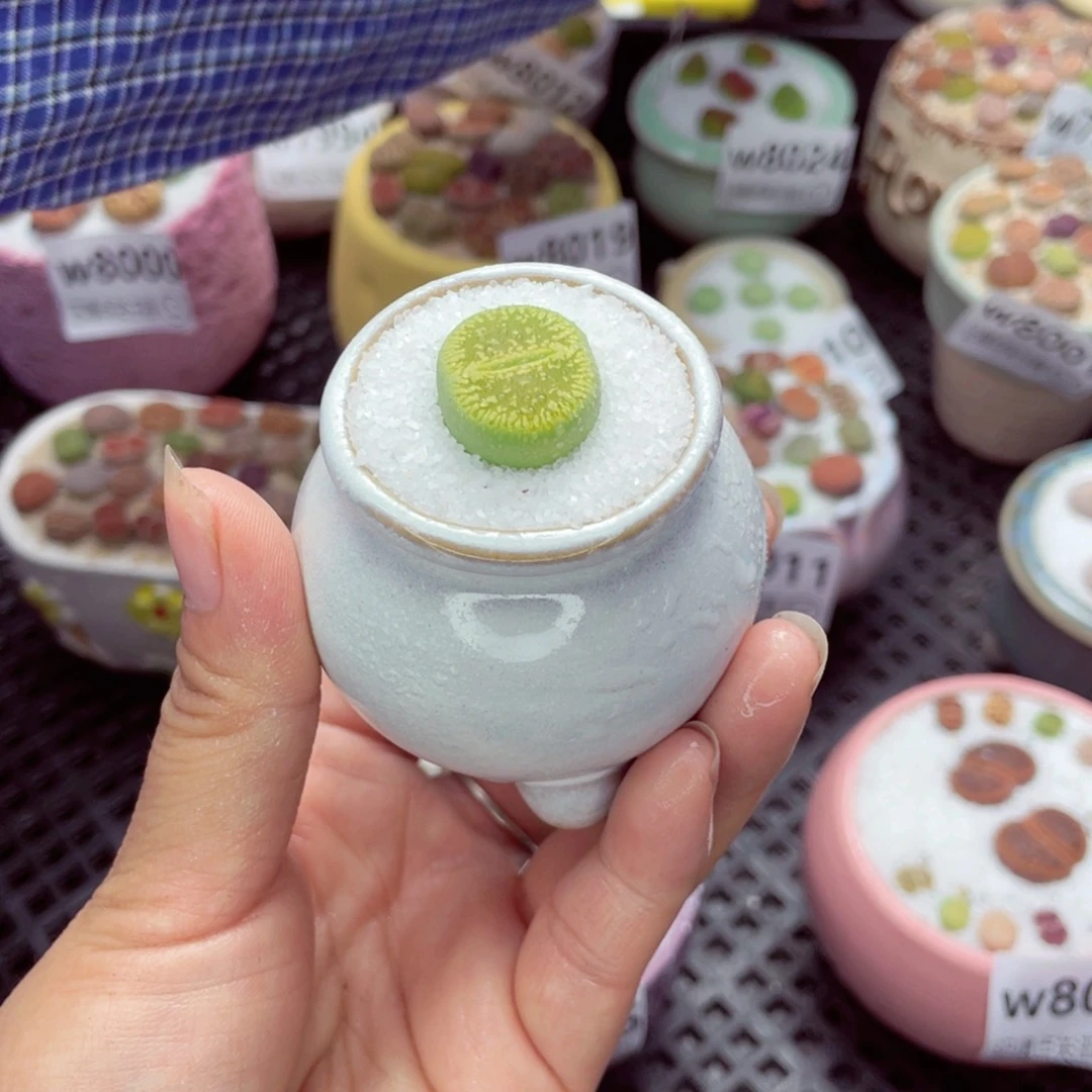 w8027 带盆土发货一物一拍