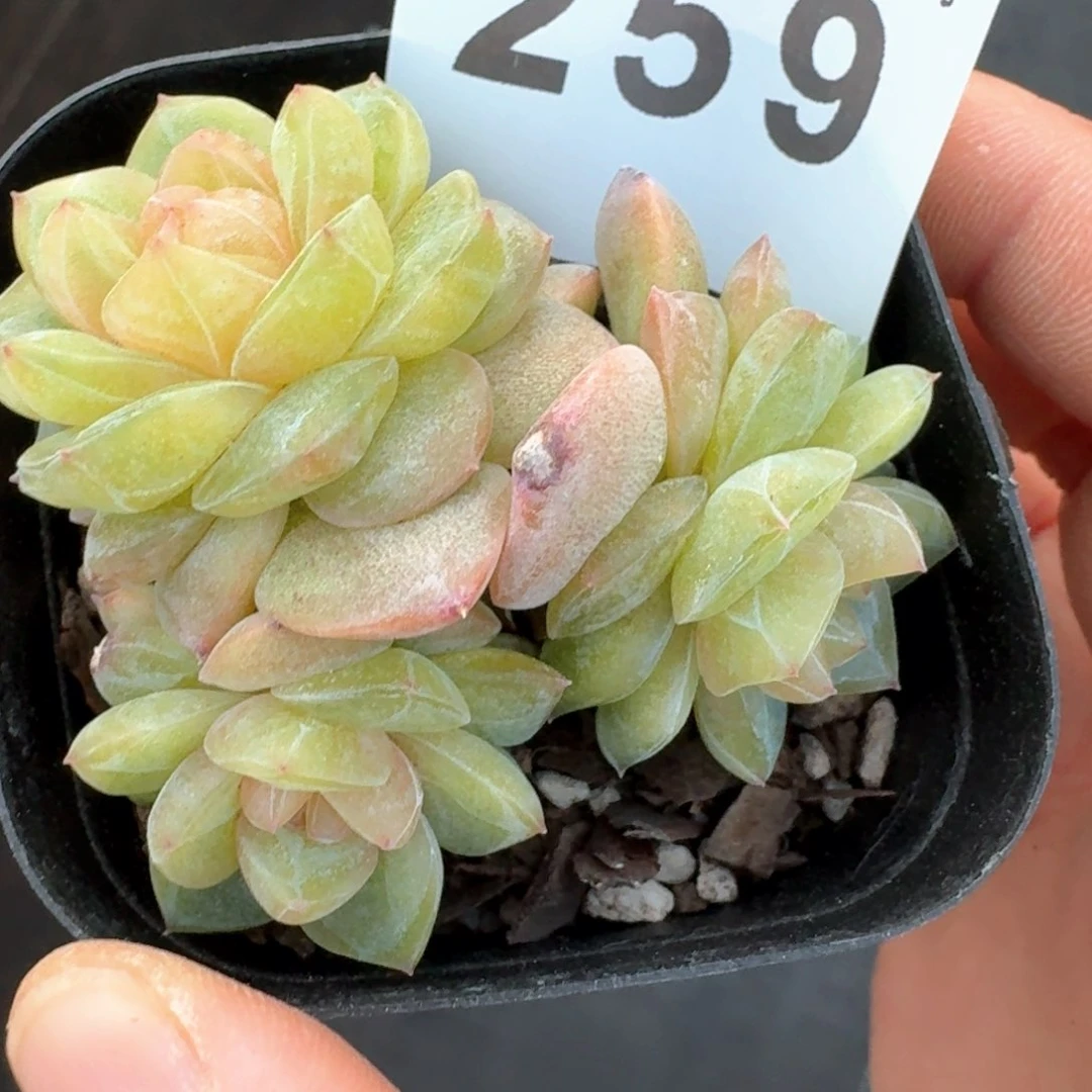 柔情珍妮         多肉植物