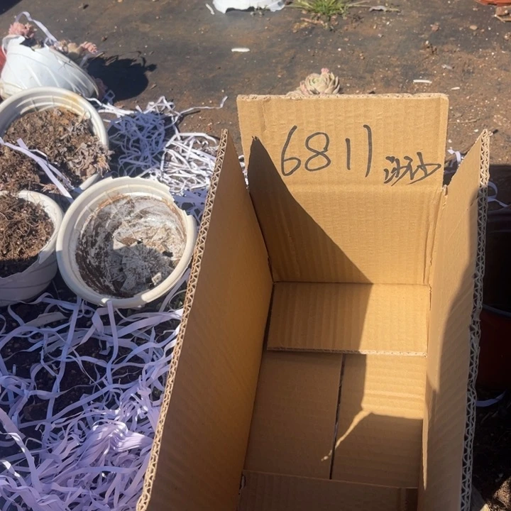 淡*6811莎莎女王（不售后）