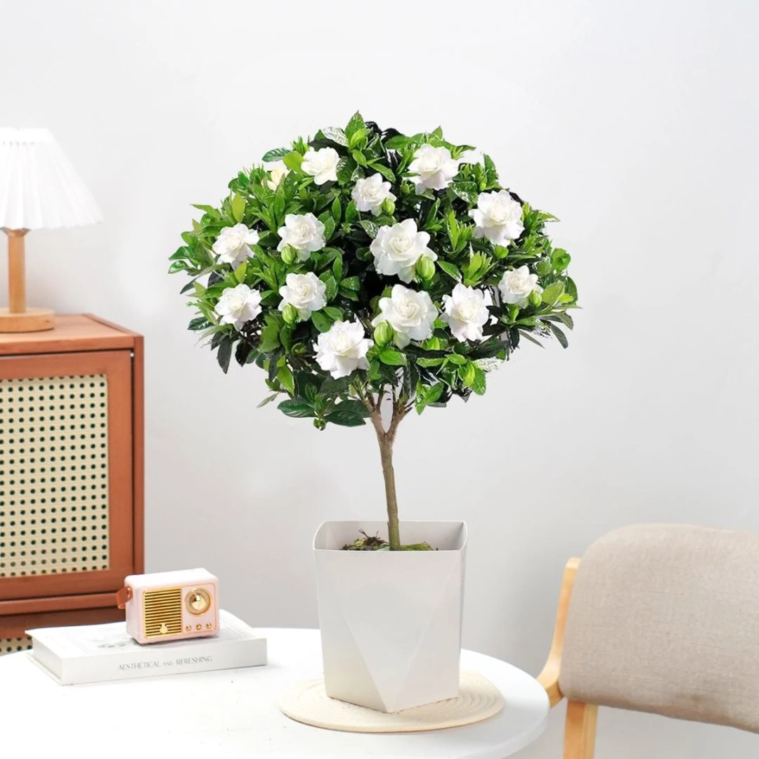 【栀子花】盆栽花卉植物可开花室内室外阳台绿植浓香型好养