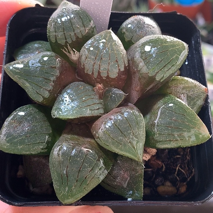 17号实生寿一物一拍
