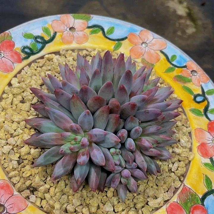 虞美人哦哦哦哦哦哦哦