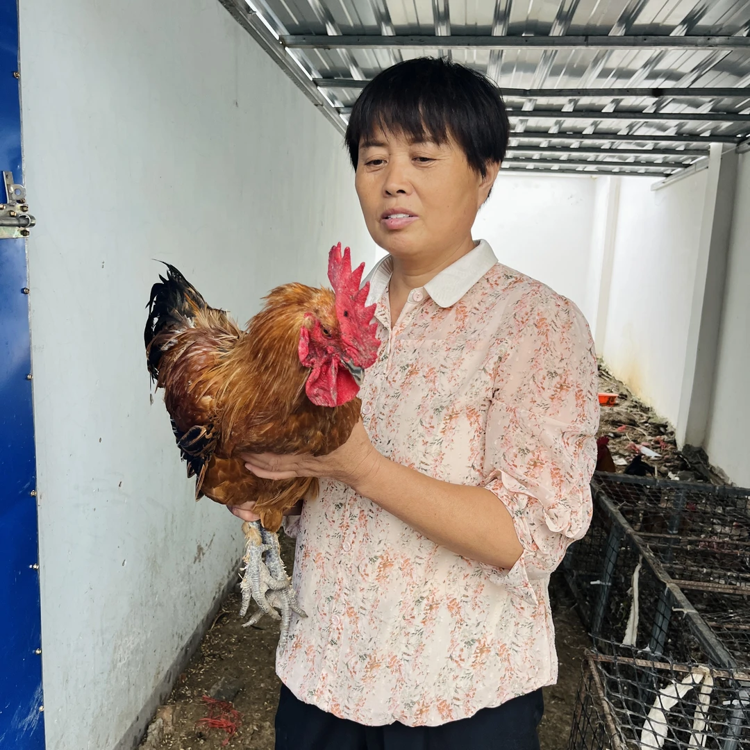 1-2年【草公鸡】农村散养粮食老公鸡