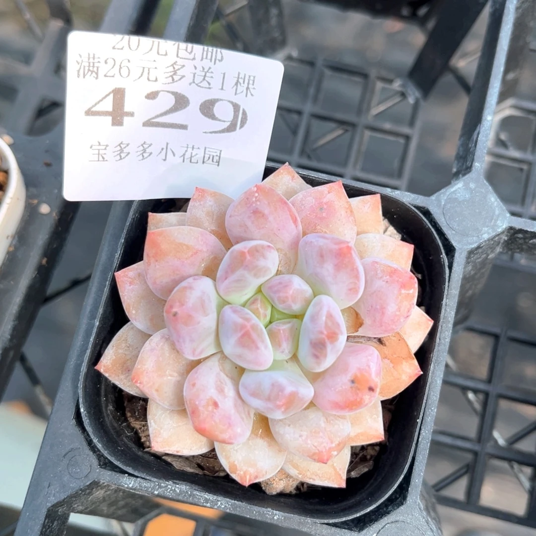 半夏一物一拍满20包邮满26多送一颗