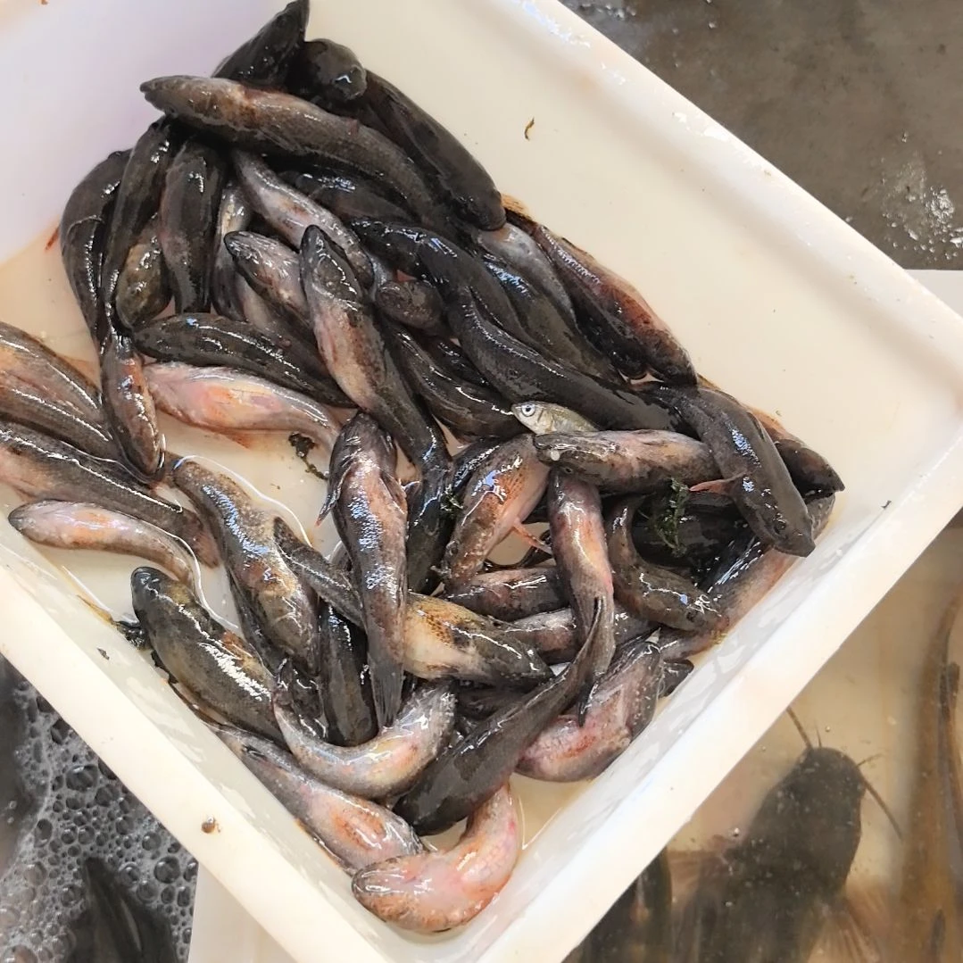 石台小李代购黑鱼
