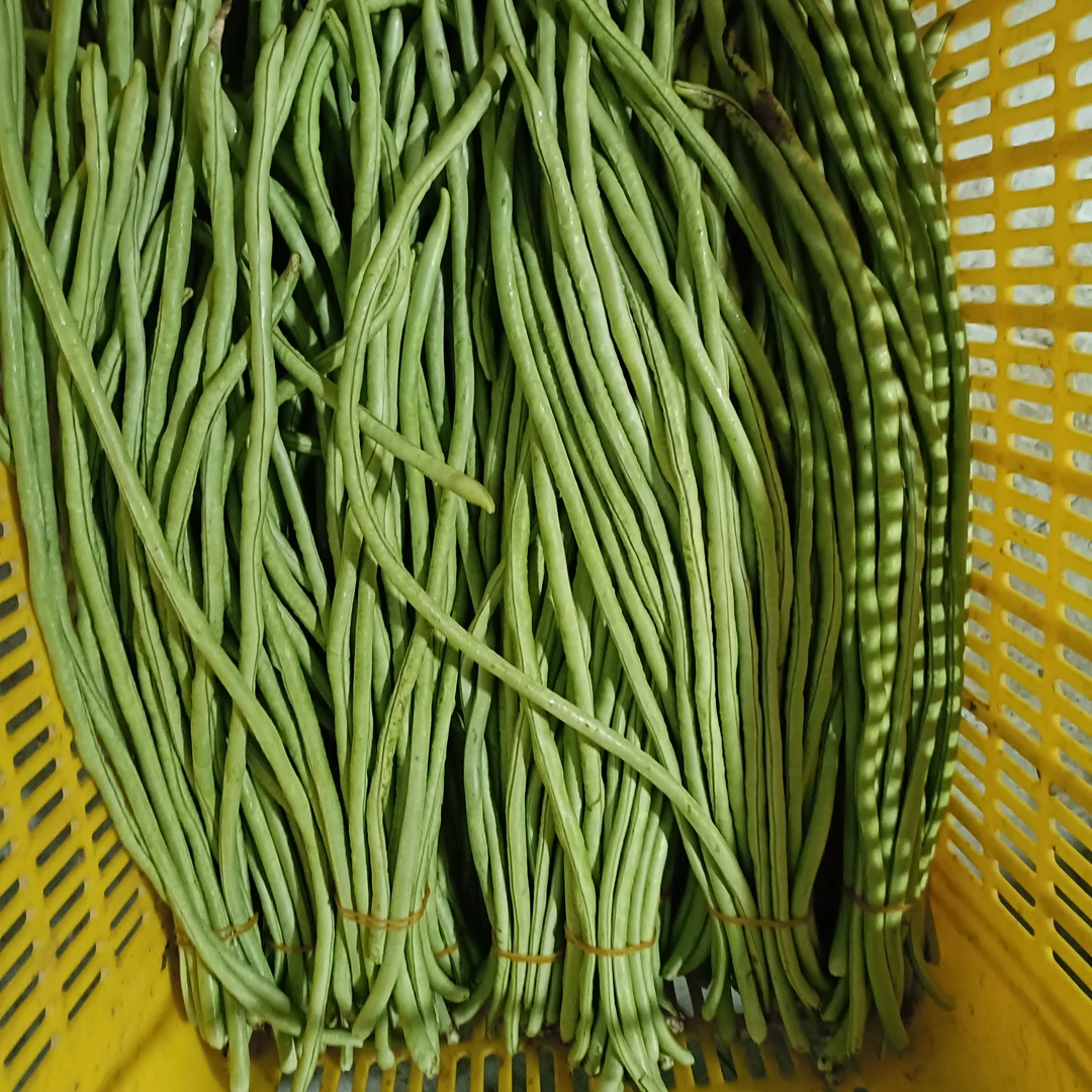 潮汕农家菜豆角新鲜现摘3斤/5斤/8斤装好吃可腌制酸豆角蔬菜