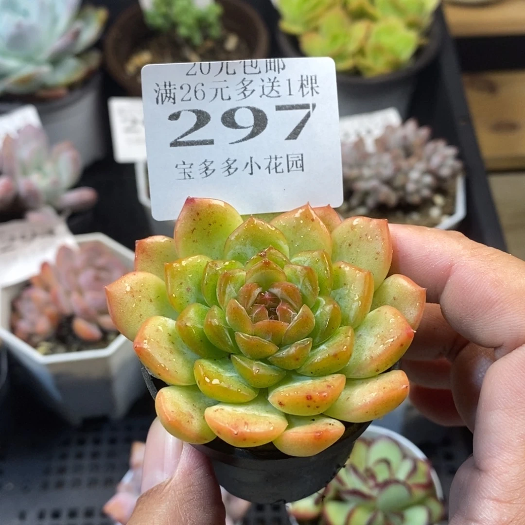 琴心一物一拍满20元包邮满26送一颗