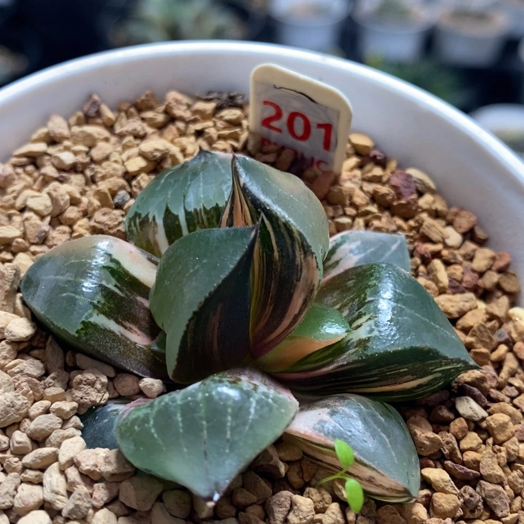 201号龙喜寿双头带盆