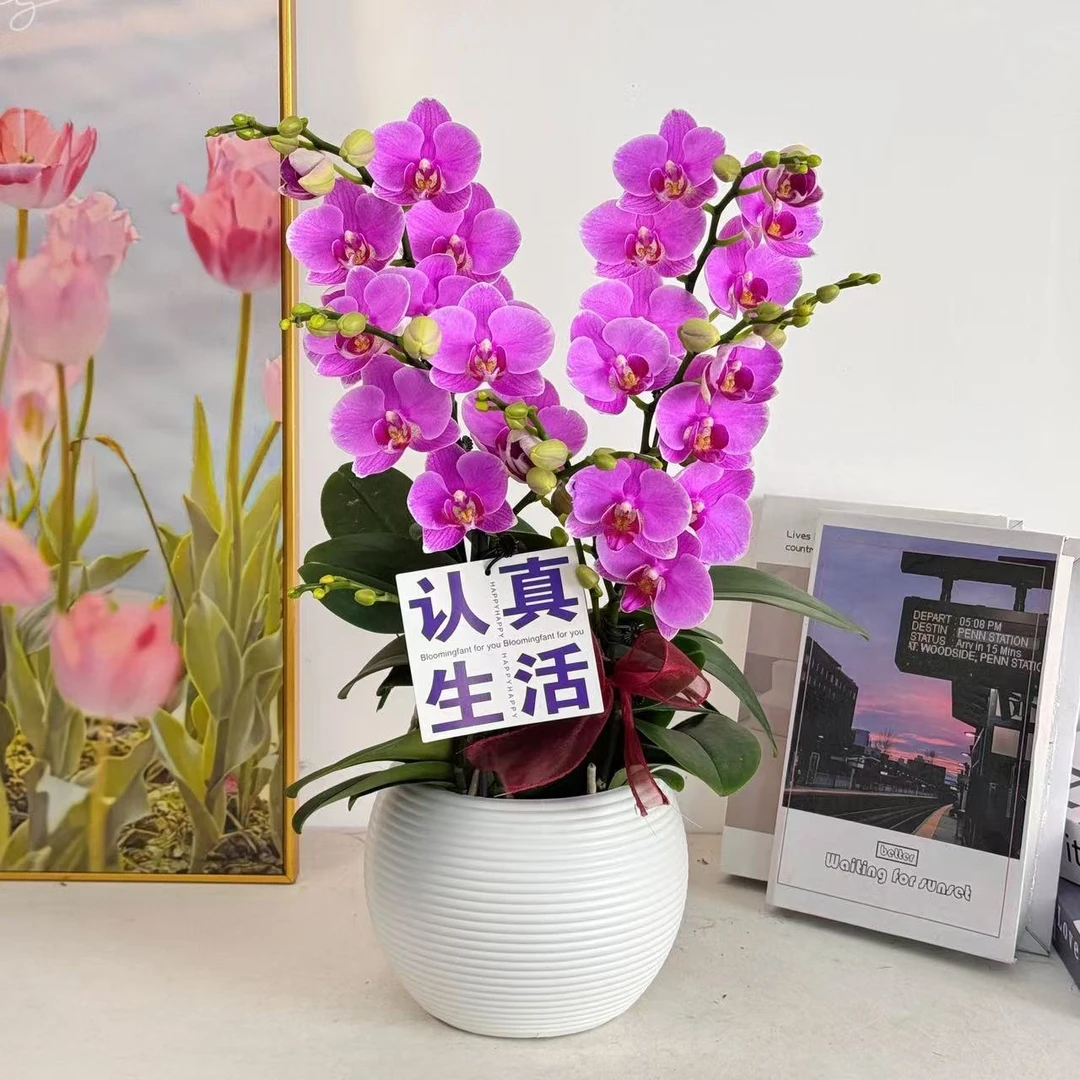 【紫蝶】 蝴蝶兰 室内绿植 开花株 好养活养兰