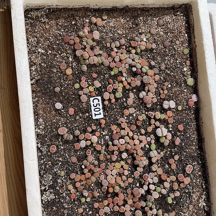 生501石花整框脱土发货不售后