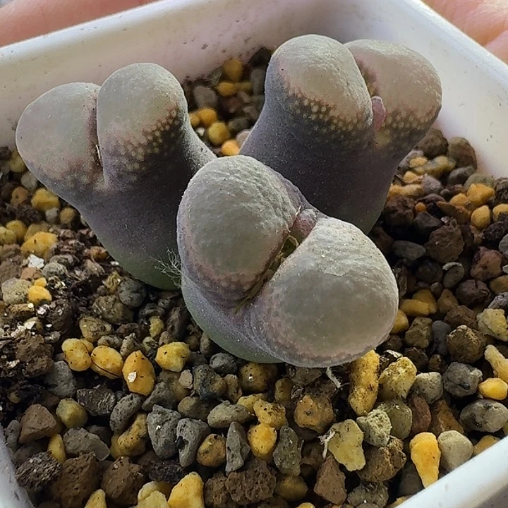 101号三头风铃一物一拍