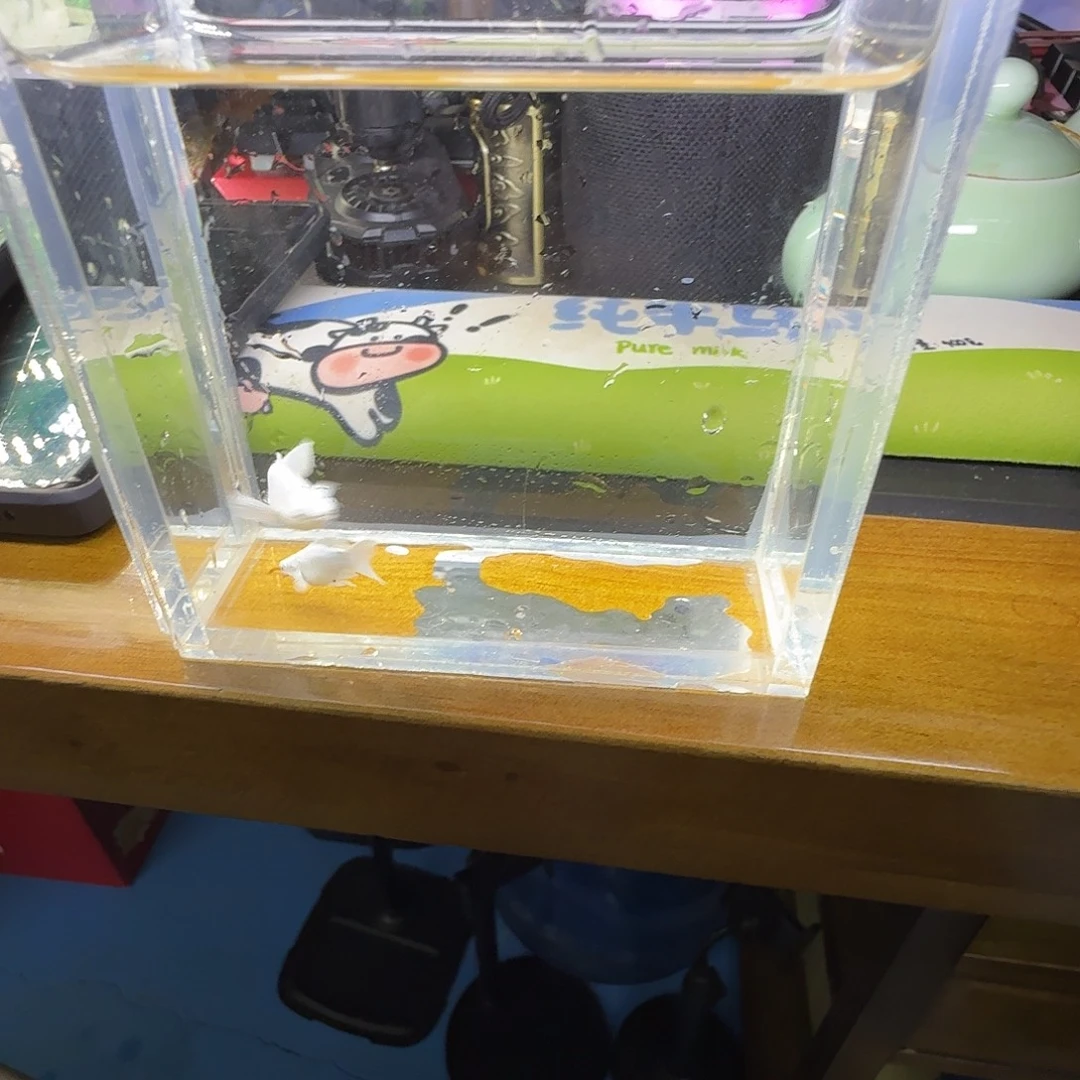 孔雀鱼瓷白玛骊球小亚成1对