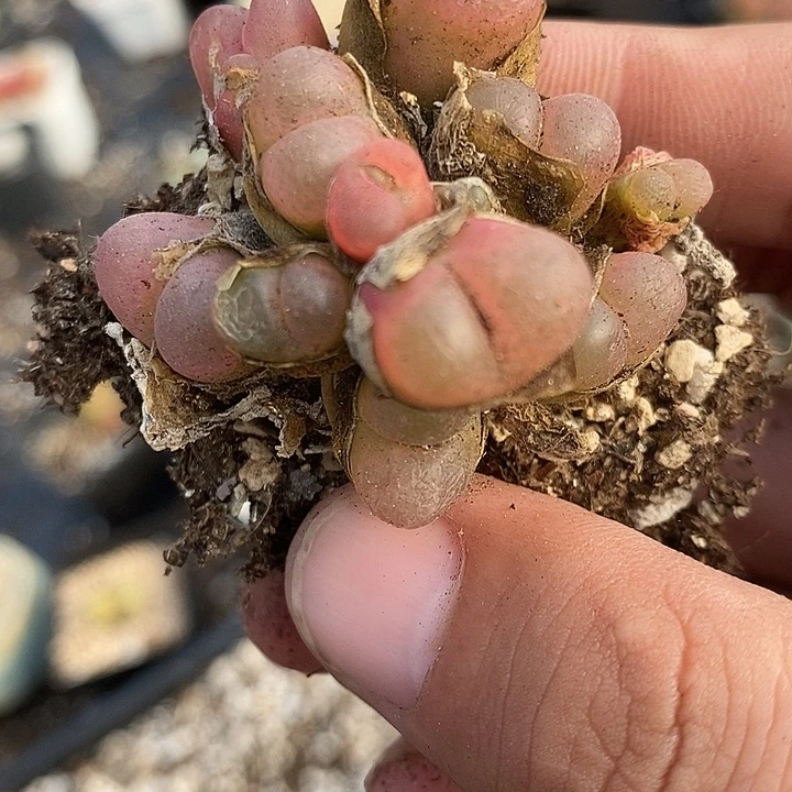 452手捧花一群。