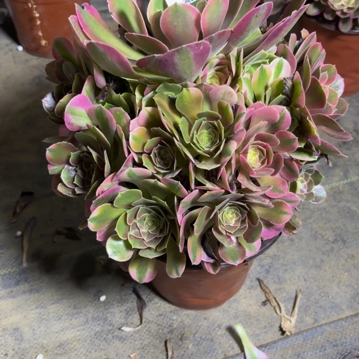 瑞妈多肉园艺，810