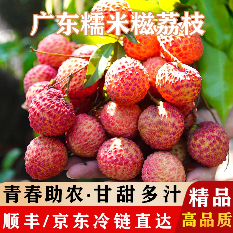 WD青春助农岭南老树糯米糍荔枝礼盒装核小爆汁新鲜果园冷链直发