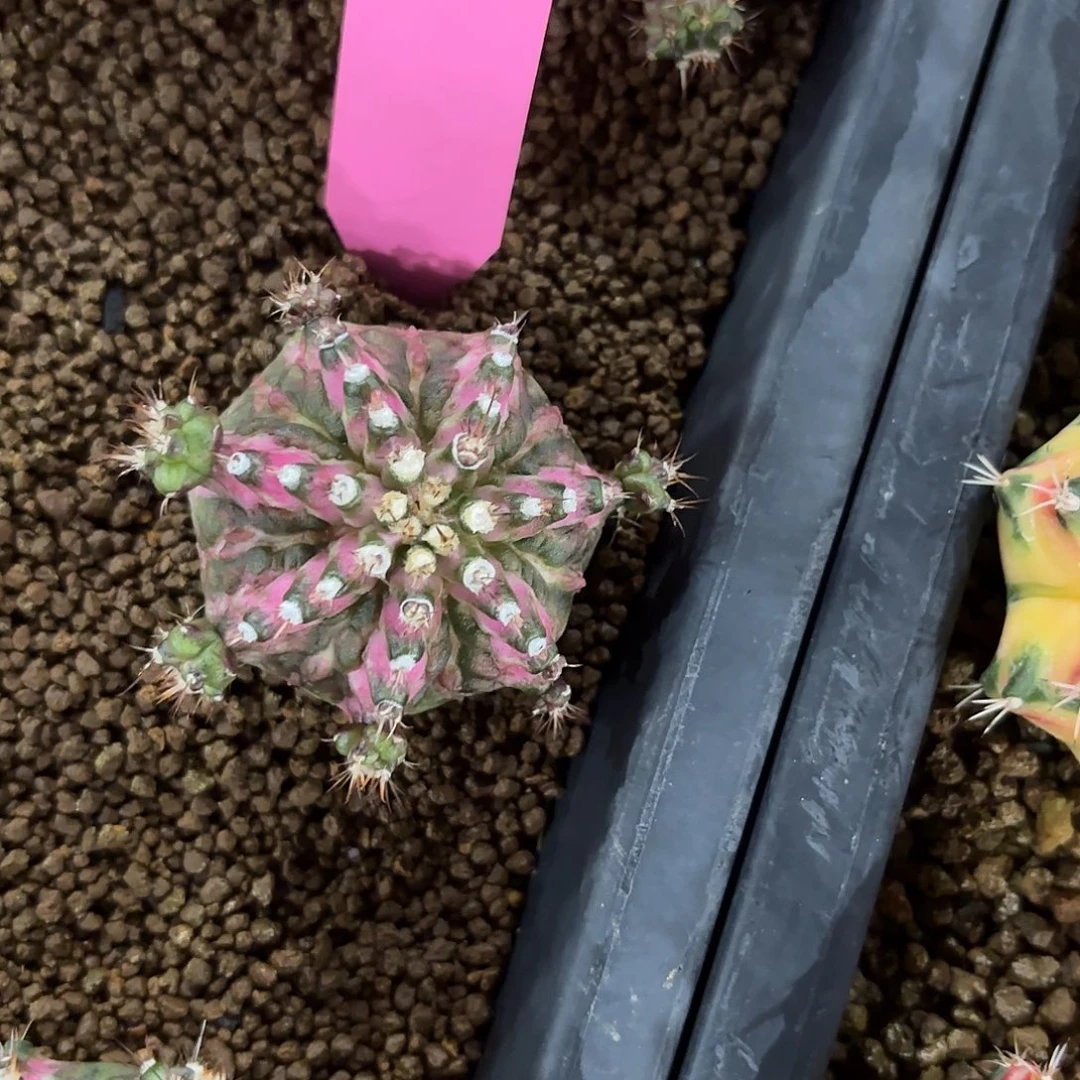 L813-1023泰国发货 海神