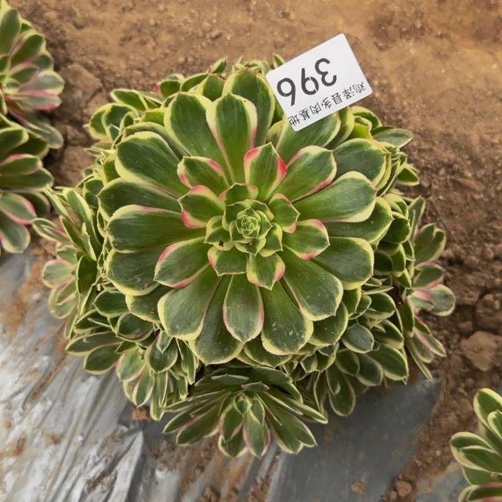 孔雀翎一物一拍396