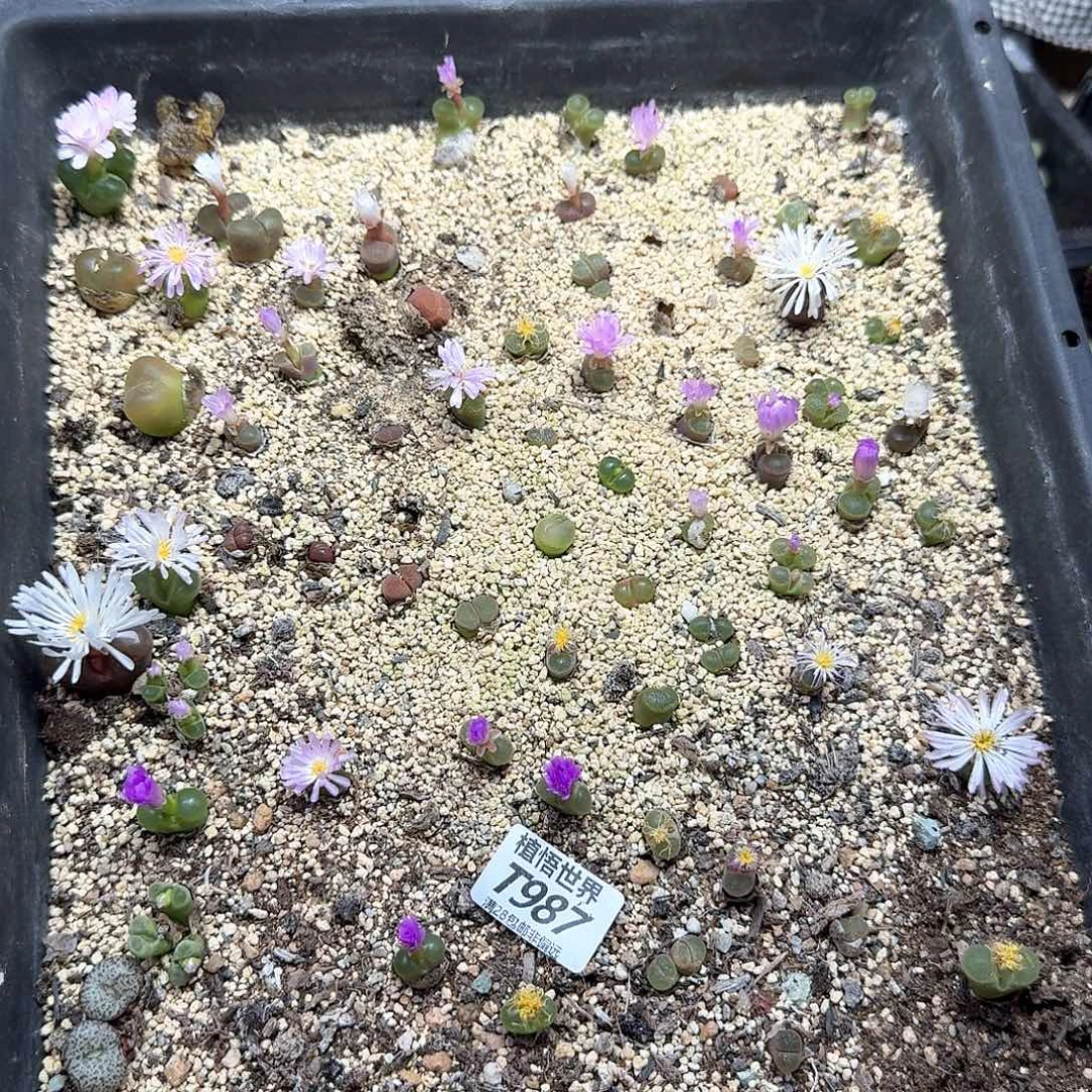 多肉植物的润泽rgv