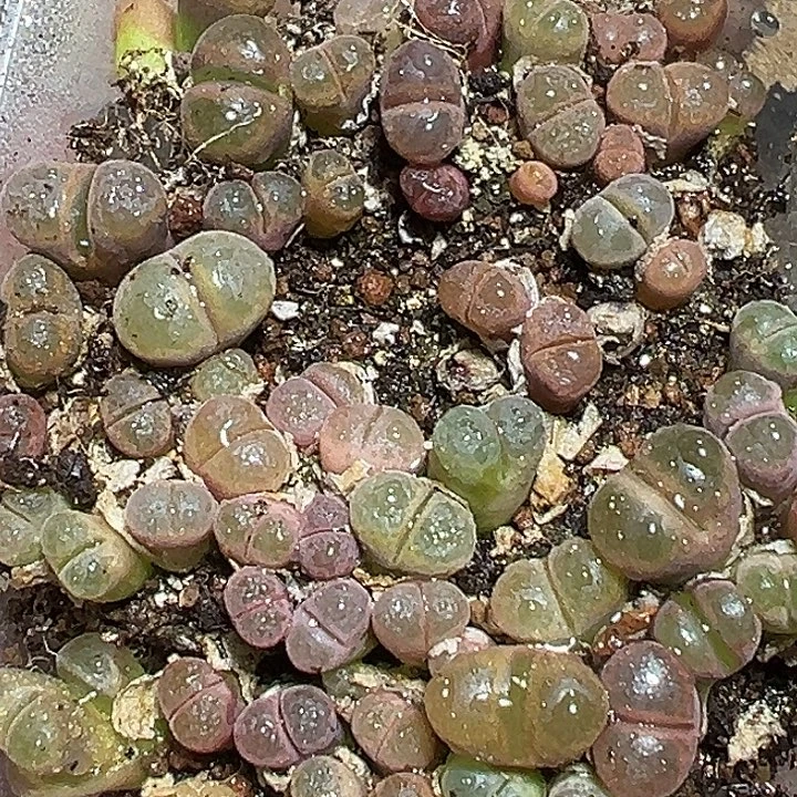 276号福利风铃yzzyyyxyxx