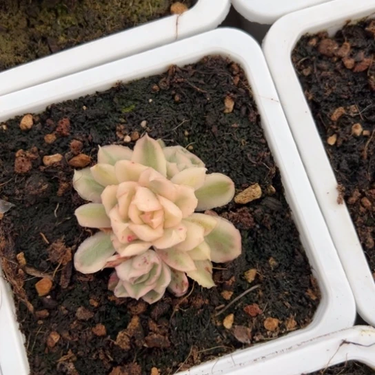 紫蝴蝶锦 夏鸣园艺