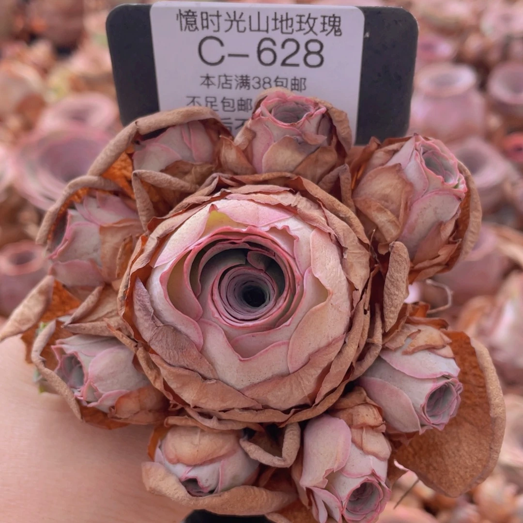 山地玫瑰C628裸根发货断枝不包损不售后