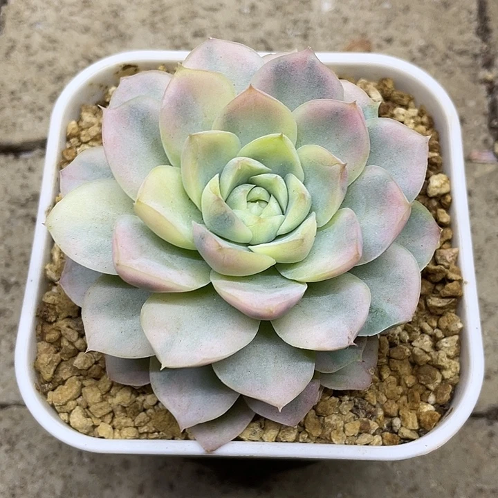白月影锦一物一拍
