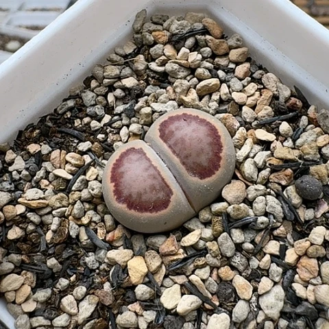 3659，菊红窗菊全窗带盆土发货