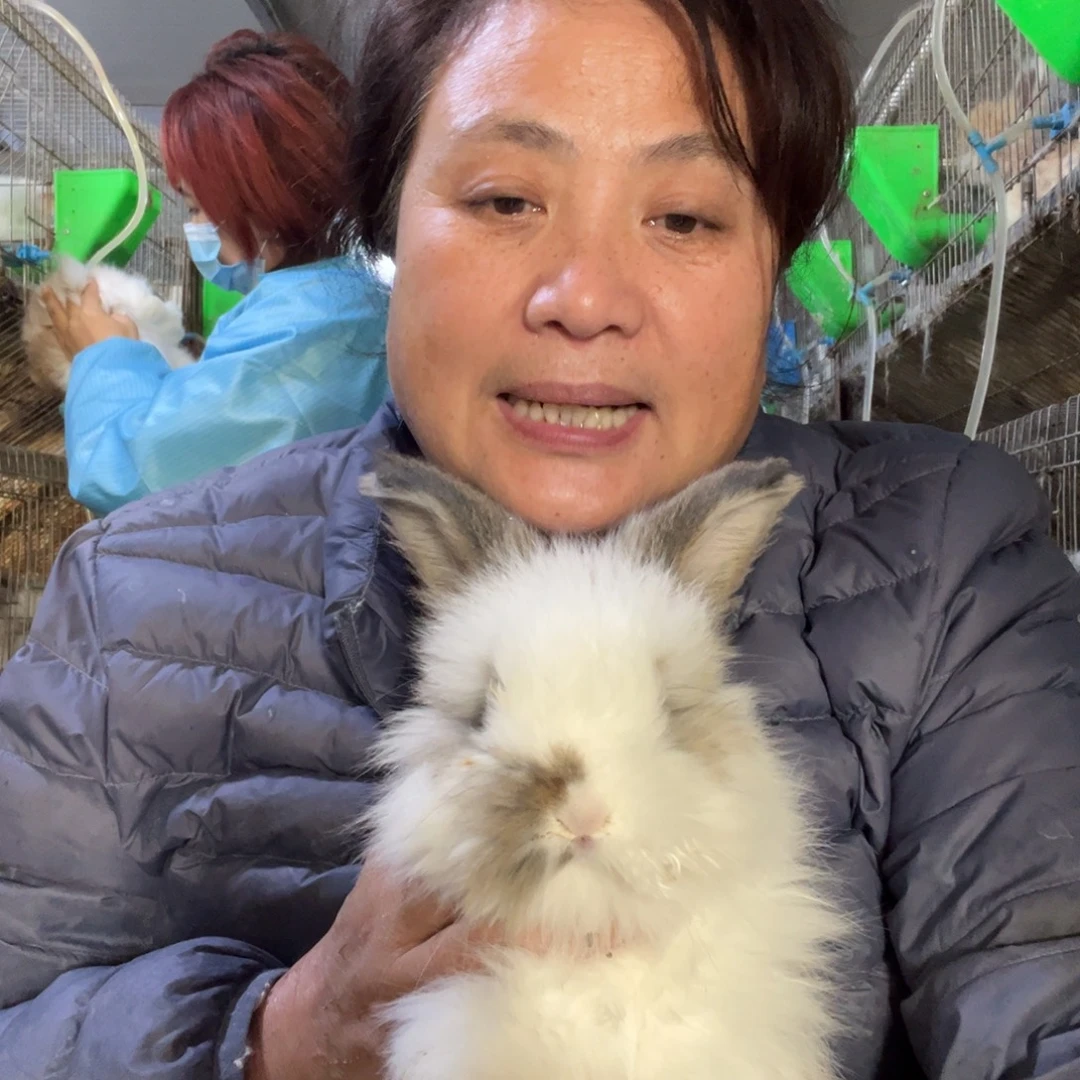 双血统英系安哥拉兔