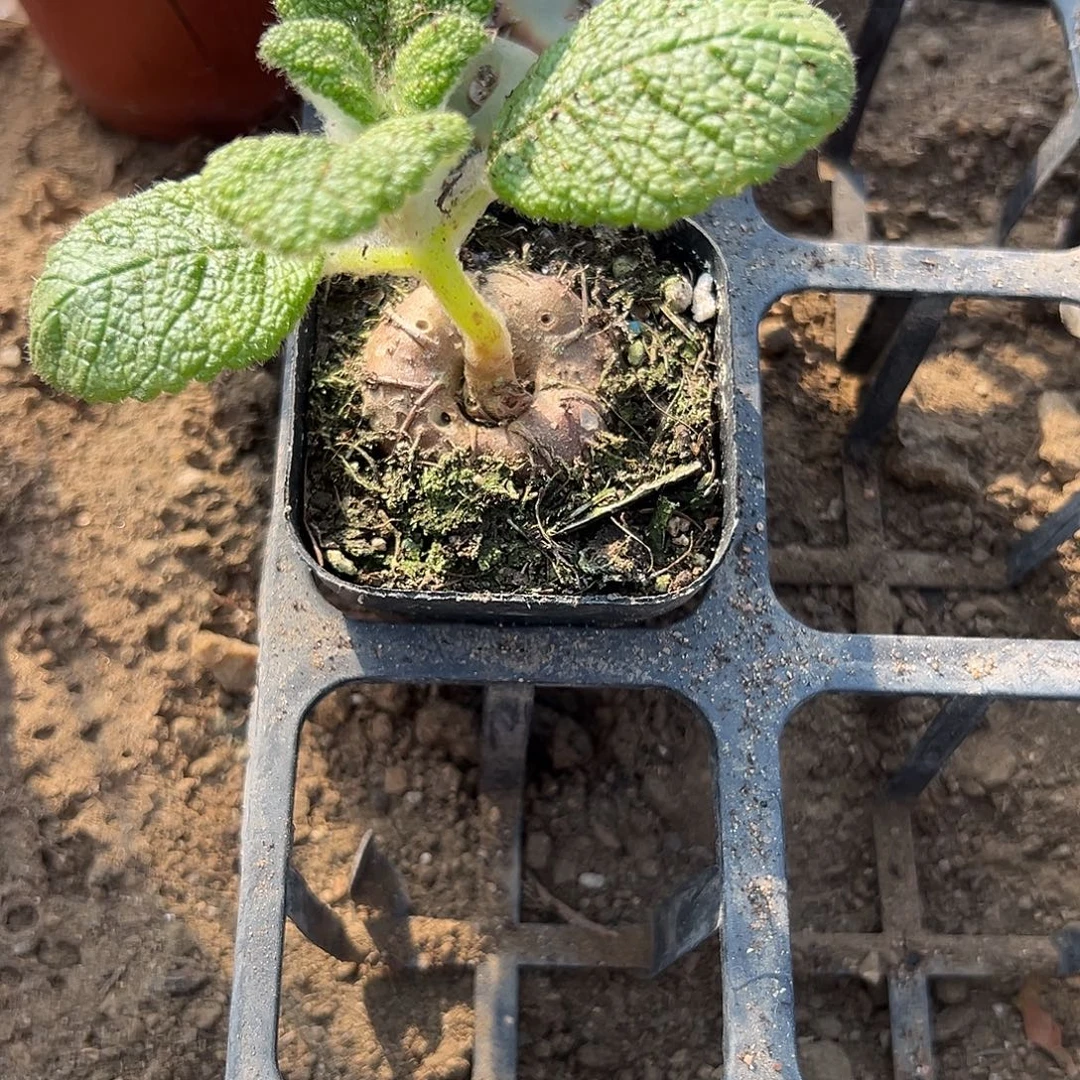 多肉植物断崖王子