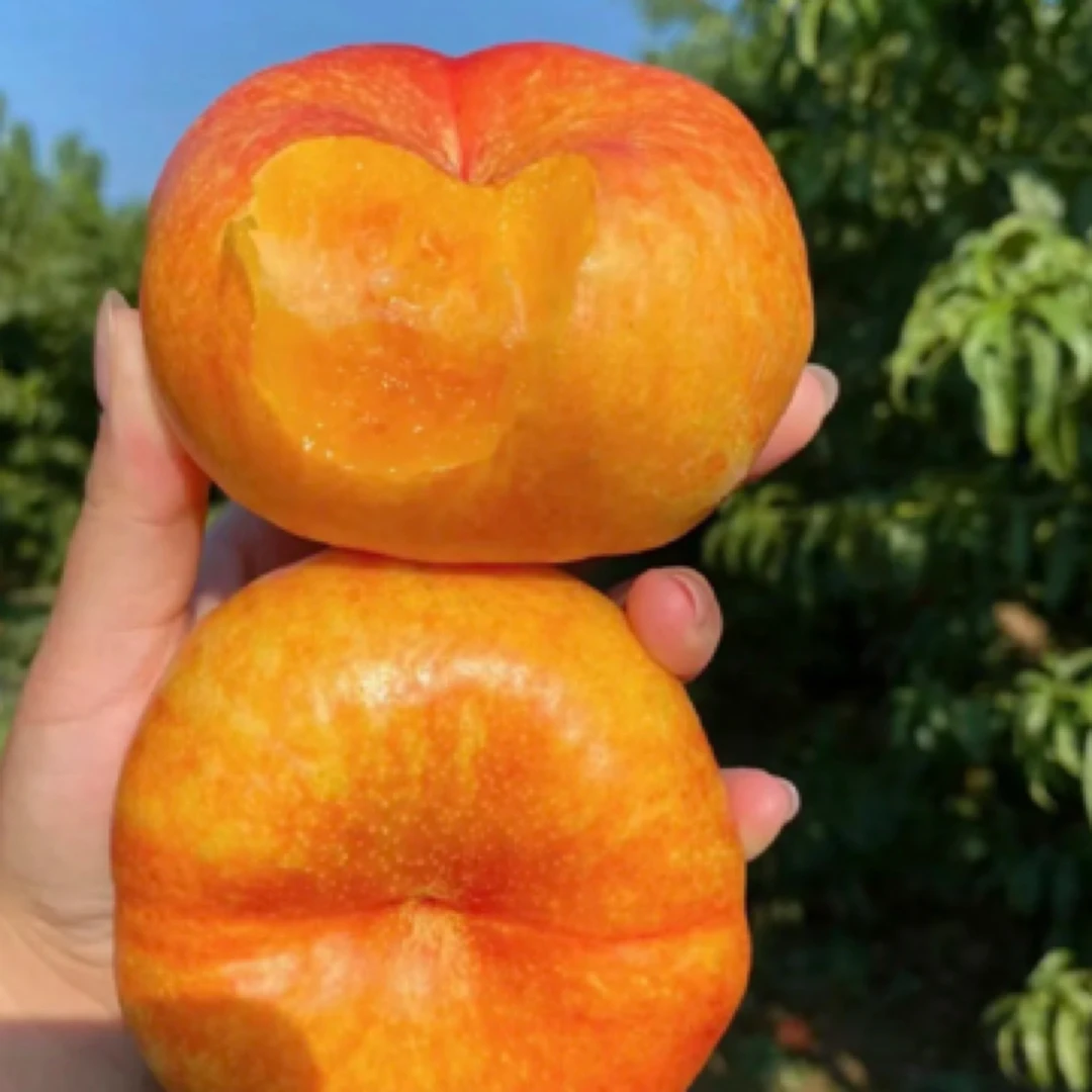 四川正宗嫁接锦绣黄桃树苗 晚熟天后油蟠桃 中油蟠桃9号 36-5蟠桃