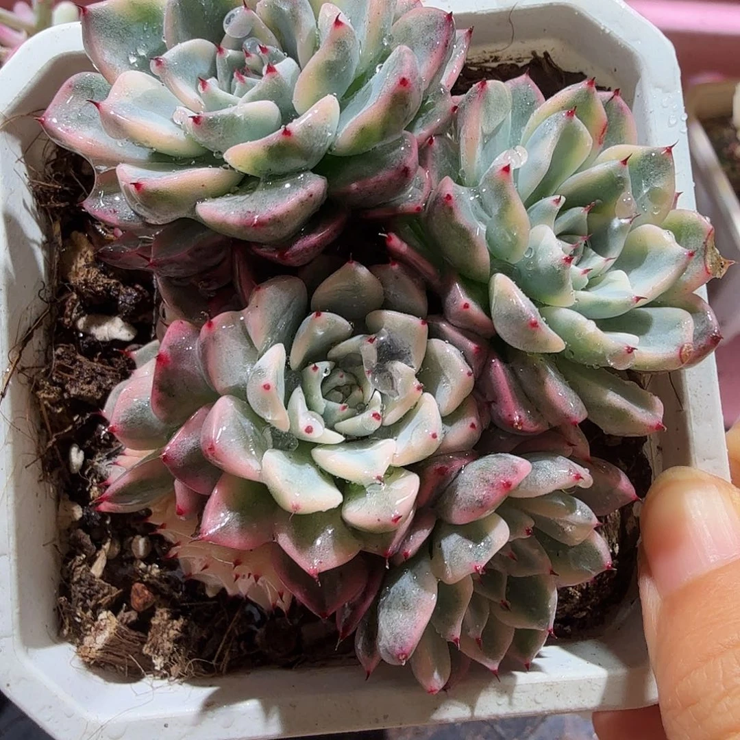 沙罗姬锦，无石化版，多肉植物