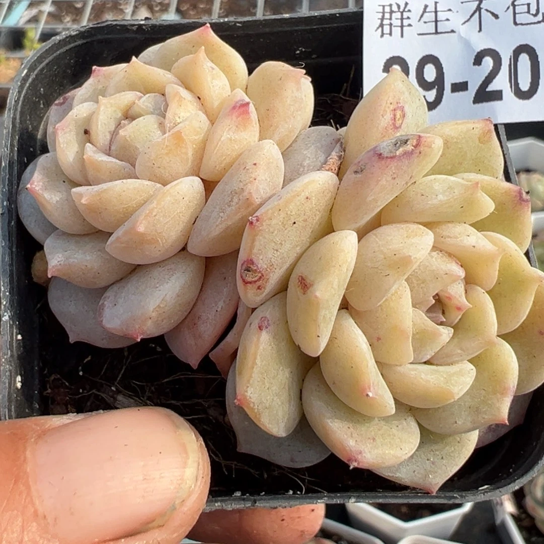 小卡拉米糖心一物一拍29-208