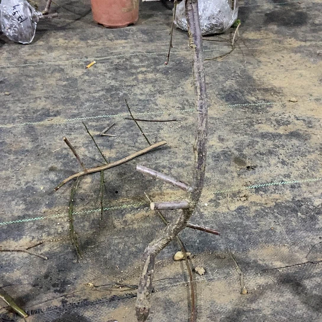 无花朵锦红一颗梅花