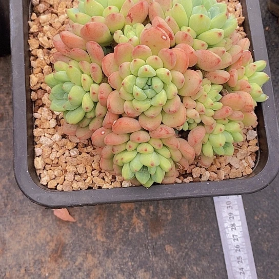 雪***3蓝彩盒多肉植物老桩