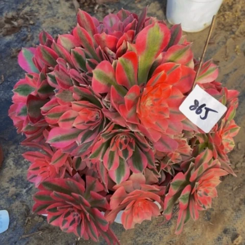 粉女巫多肉植物865多肉