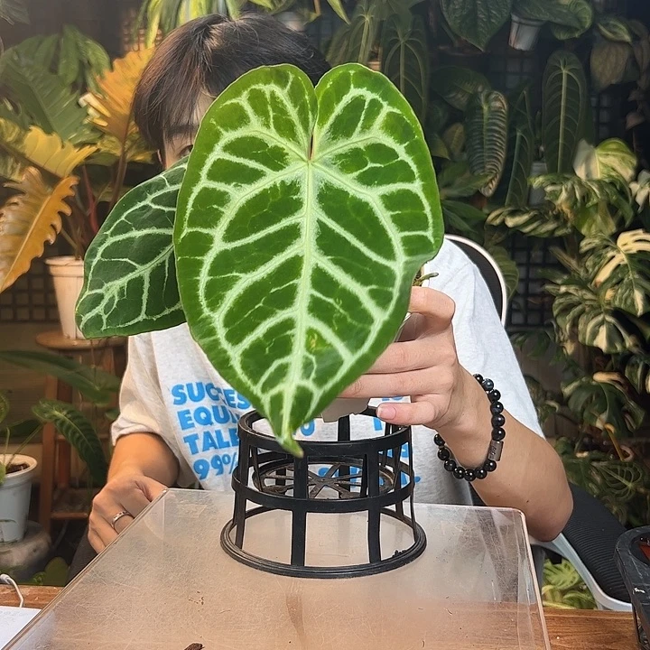 风****完全开放一物一拍Q130