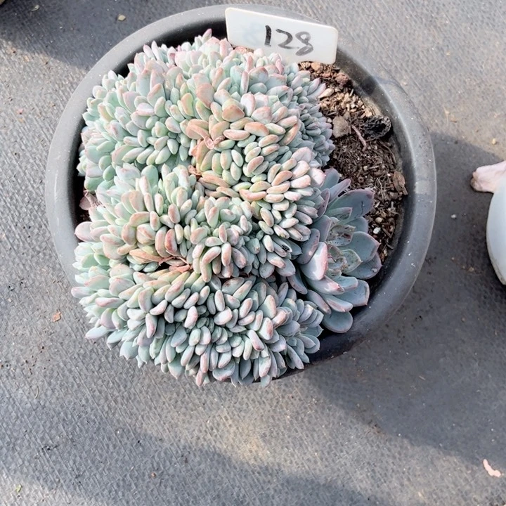 晨语多肉一物一拍128