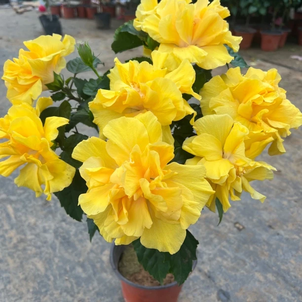 黄色重瓣木槿，瘦高棵型带花苞发货