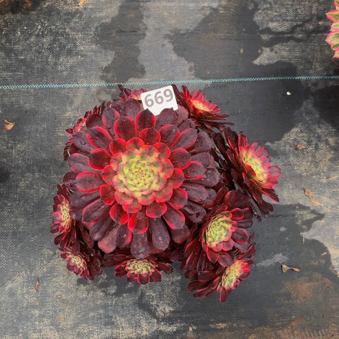 【闪购商品】百*黑金66900000000000