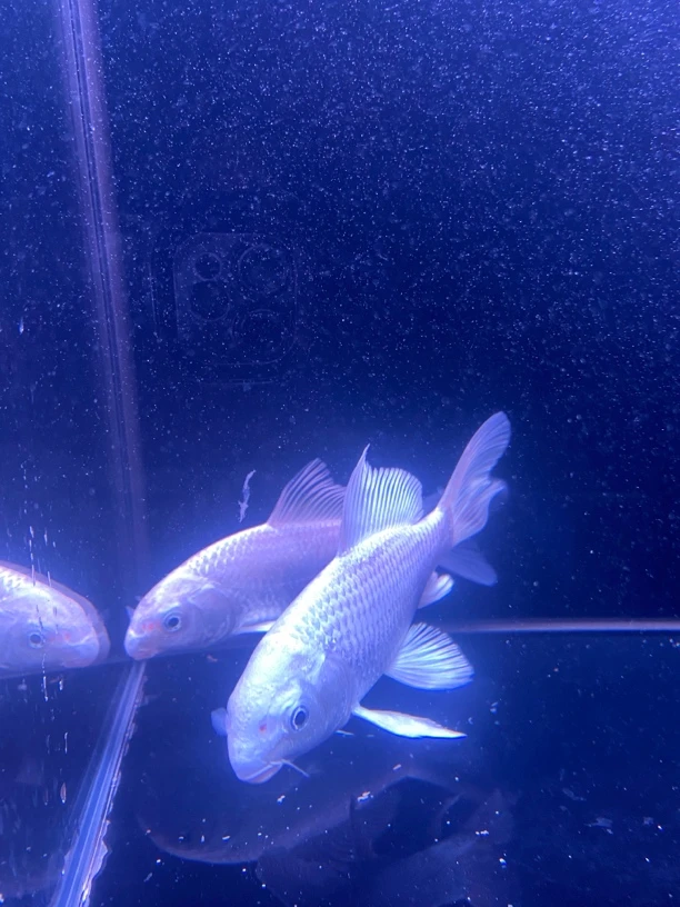 观赏鱼蝴蝶鲤鹰嘴和海豚头