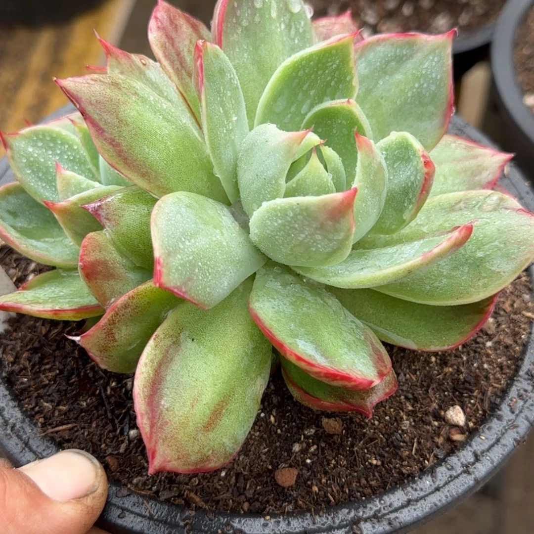 惊鸿一物一拍包装收缩花旱227