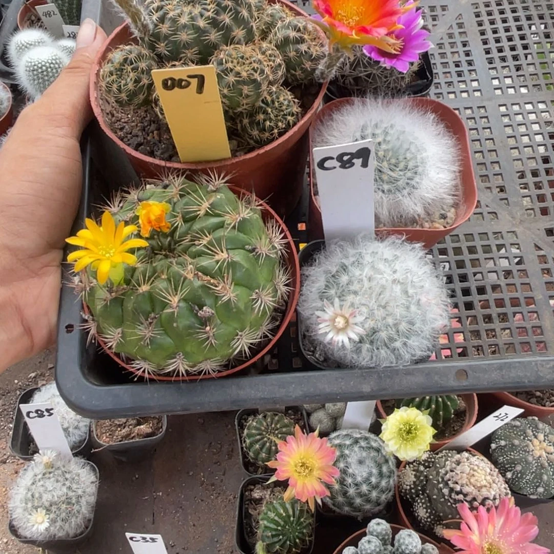 葡***咪多肉植物仙人球开花