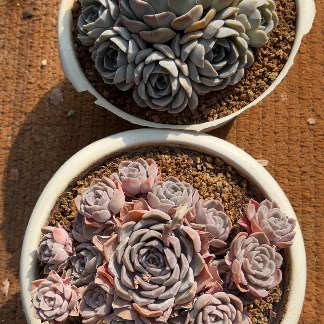 布羞妹妹的两个汉堡回去一个